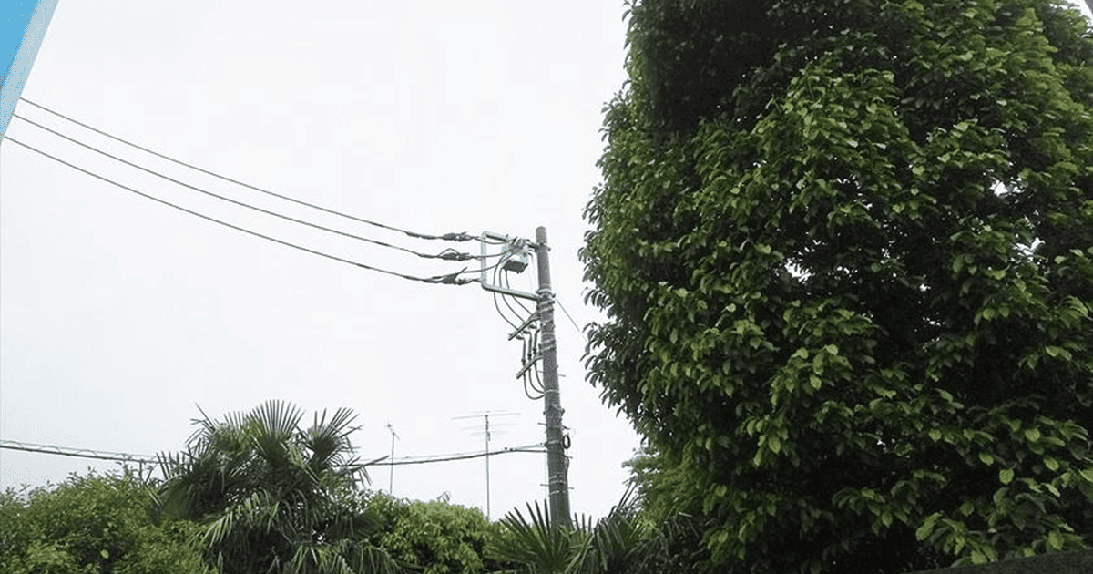 樹木の脇に立つ電柱と高圧配電線